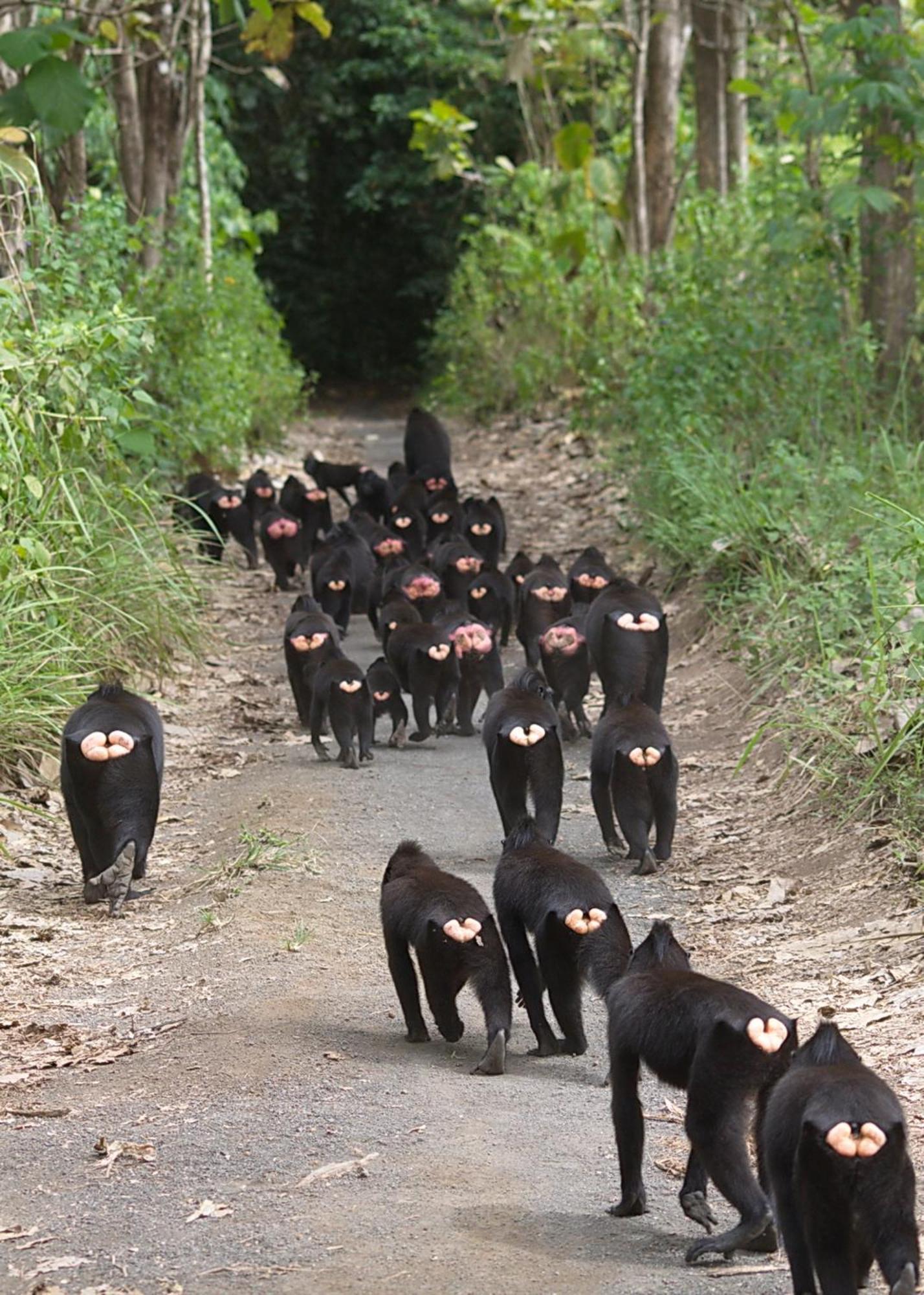 מלון Rinondoran Tangkoko Macaca מראה חיצוני תמונה