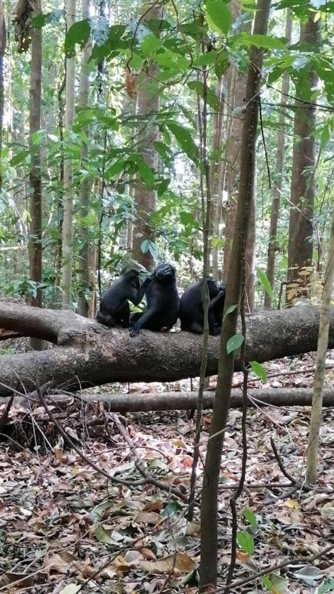 מלון Rinondoran Tangkoko Macaca מראה חיצוני תמונה